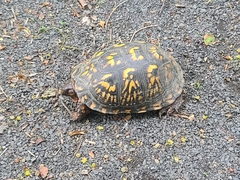 Terrapene carolina carolina