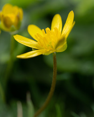 Ficaria verna