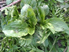 Plantago major