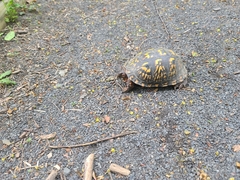 Terrapene carolina carolina