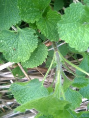 Ballota nigra