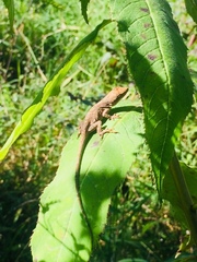 Anolis schiedii