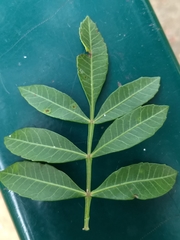 Schinus terebinthifolia