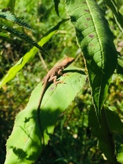 Anolis schiedii