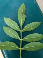 Schinus terebinthifolia