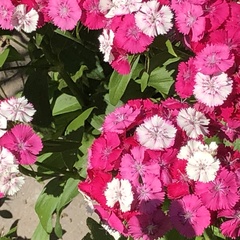 Dianthus