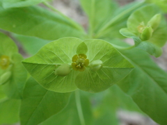 Euphorbia squamosa