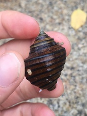 Opeatostoma pseudodon