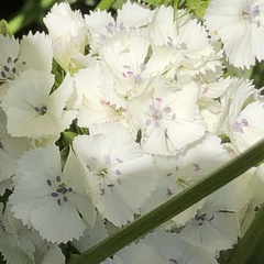 Dianthus