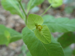 Euphorbia squamosa