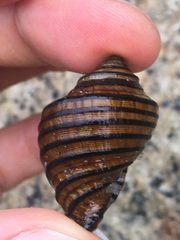 Opeatostoma pseudodon