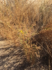 Deinandra floribunda