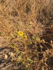 Deinandra floribunda