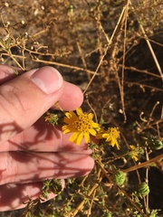 Deinandra floribunda