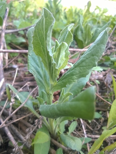 Whitetop (Cardaria draba)