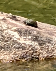 Sternotherus