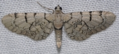Eupithecia venosata