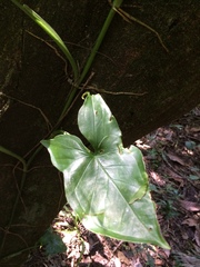 Syngonium angustatum