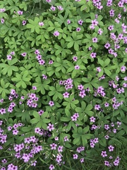 Oxalis lasiopetala