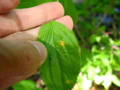 Puccinia coronata