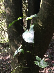 Syngonium angustatum