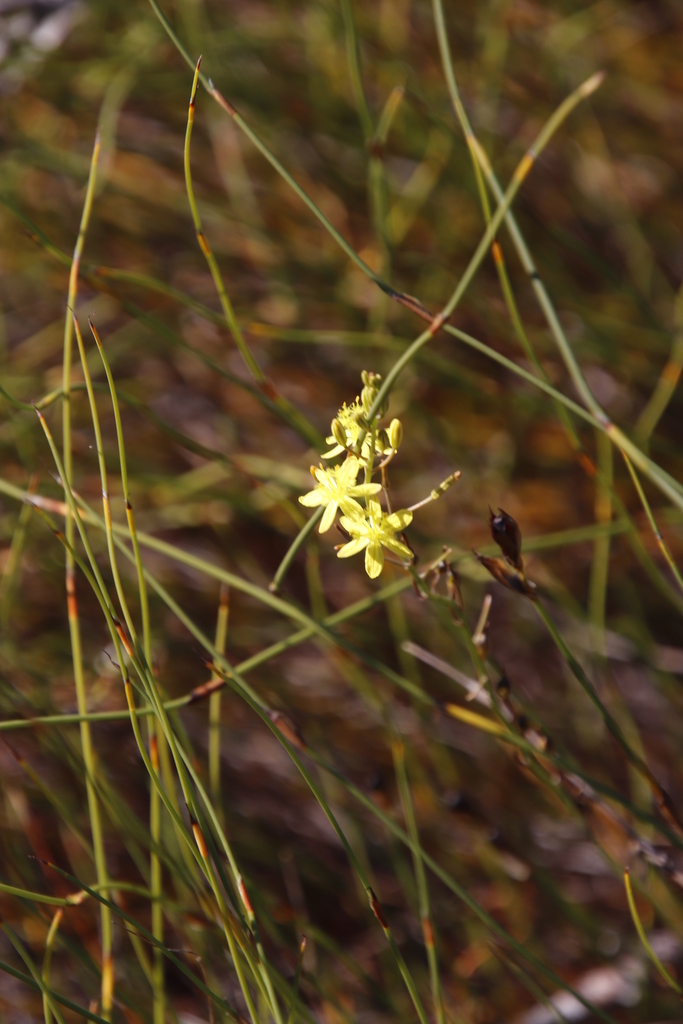 Bulbine favosa, A15 Lower Tokai, Table Mountain National Park