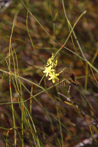 Bulbine favosa