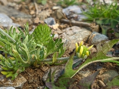 Ceratocephala falcata