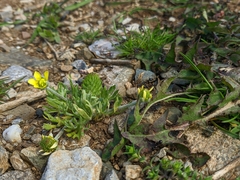 Ceratocephala falcata