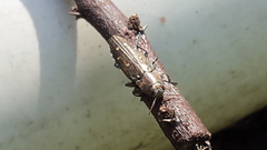 Chrysobothris octocola