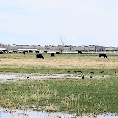 Plegadis falcinellus