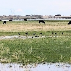 Plegadis falcinellus