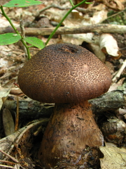 Cortinarius squamulosus