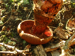 Cortinarius squamulosus