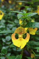 Impatiens falcifer