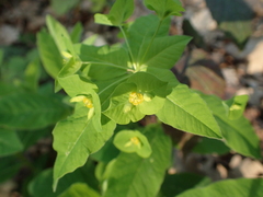 Euphorbia squamosa