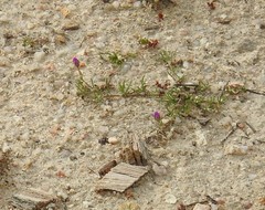 Spergularia purpurea