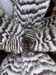 Cryptanthus zonatus