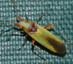 Nasocoris