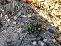 Bergeranthus scapiger