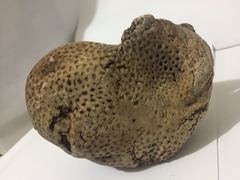 Porifera