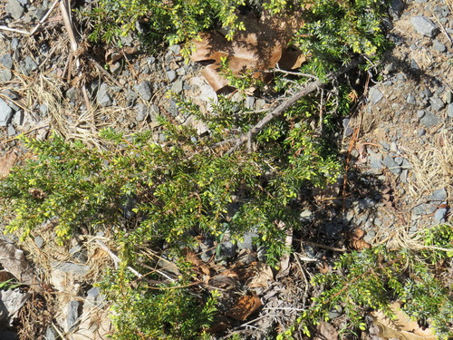 Creeping juniper (Juniperus horizontalis)