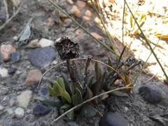 Bergeranthus scapiger