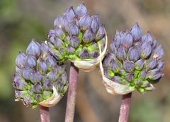 Allium melananthum