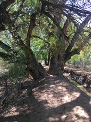 Populus deltoides wislizenii