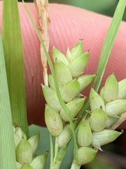 Carex flaccosperma
