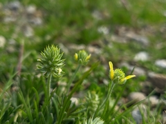 Ceratocephala falcata