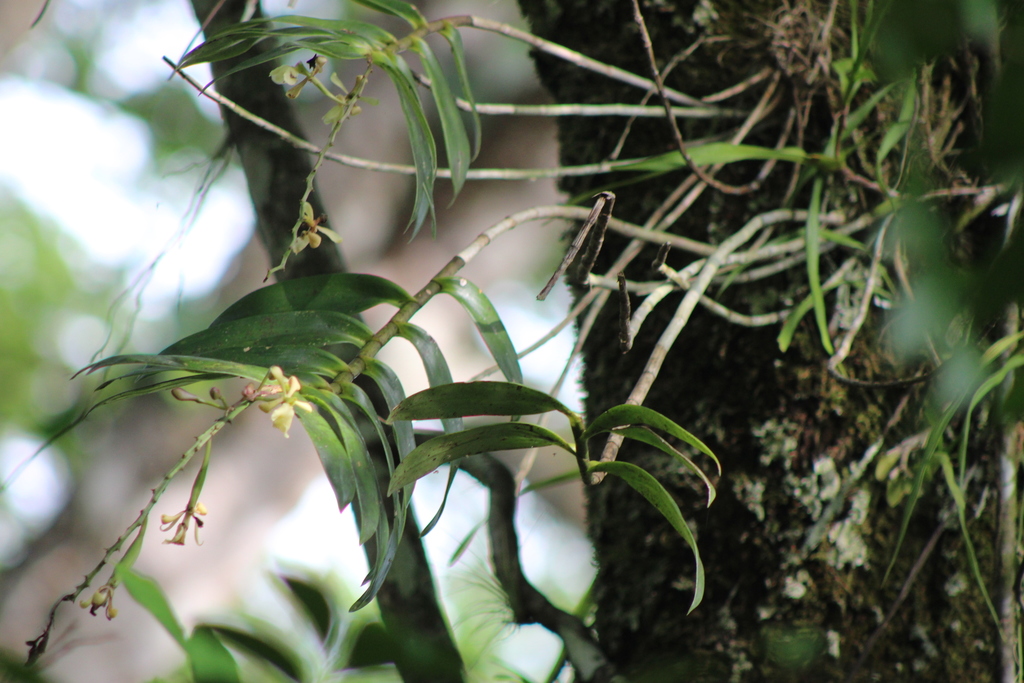 Epidendrum coronatum