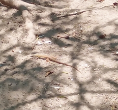 Aspidoscelis communis