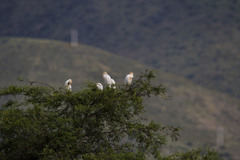 Image of Bubulcus ibis